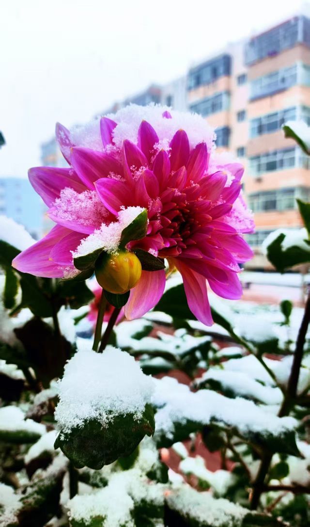 小七金光灿灿主播图片