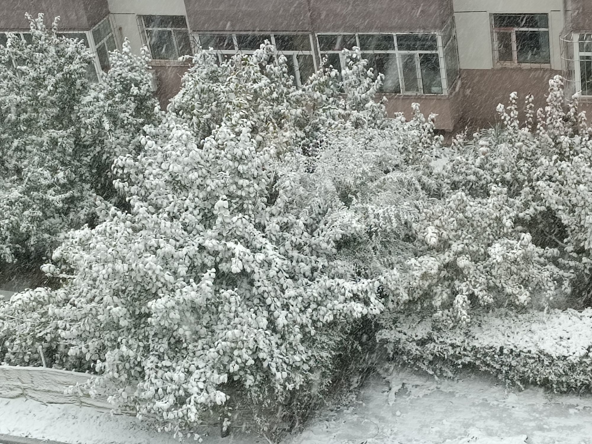 小七金光灿灿主播图片