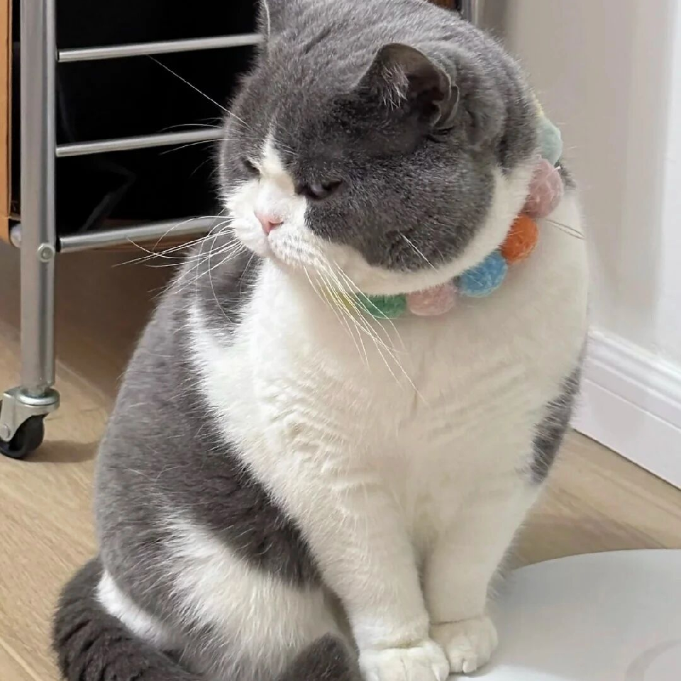 北北0586💕海报