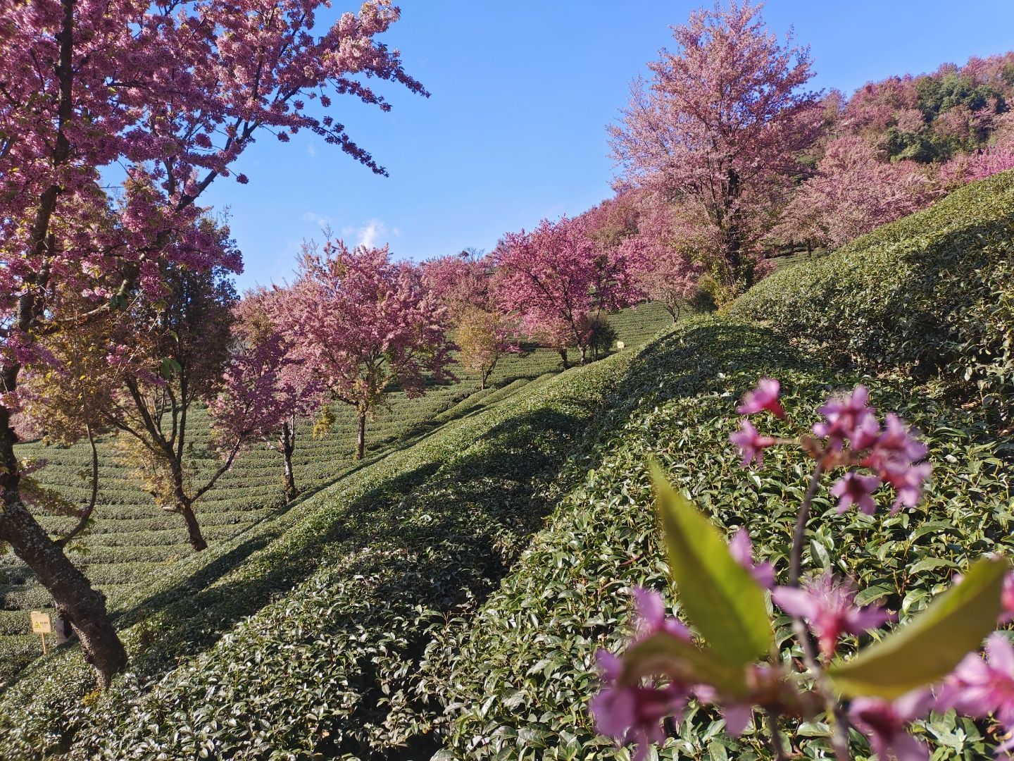 ♨开心的小方三哥主播图片