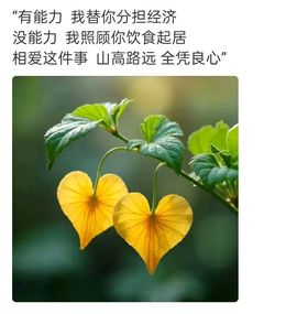 沐风听澜的图片