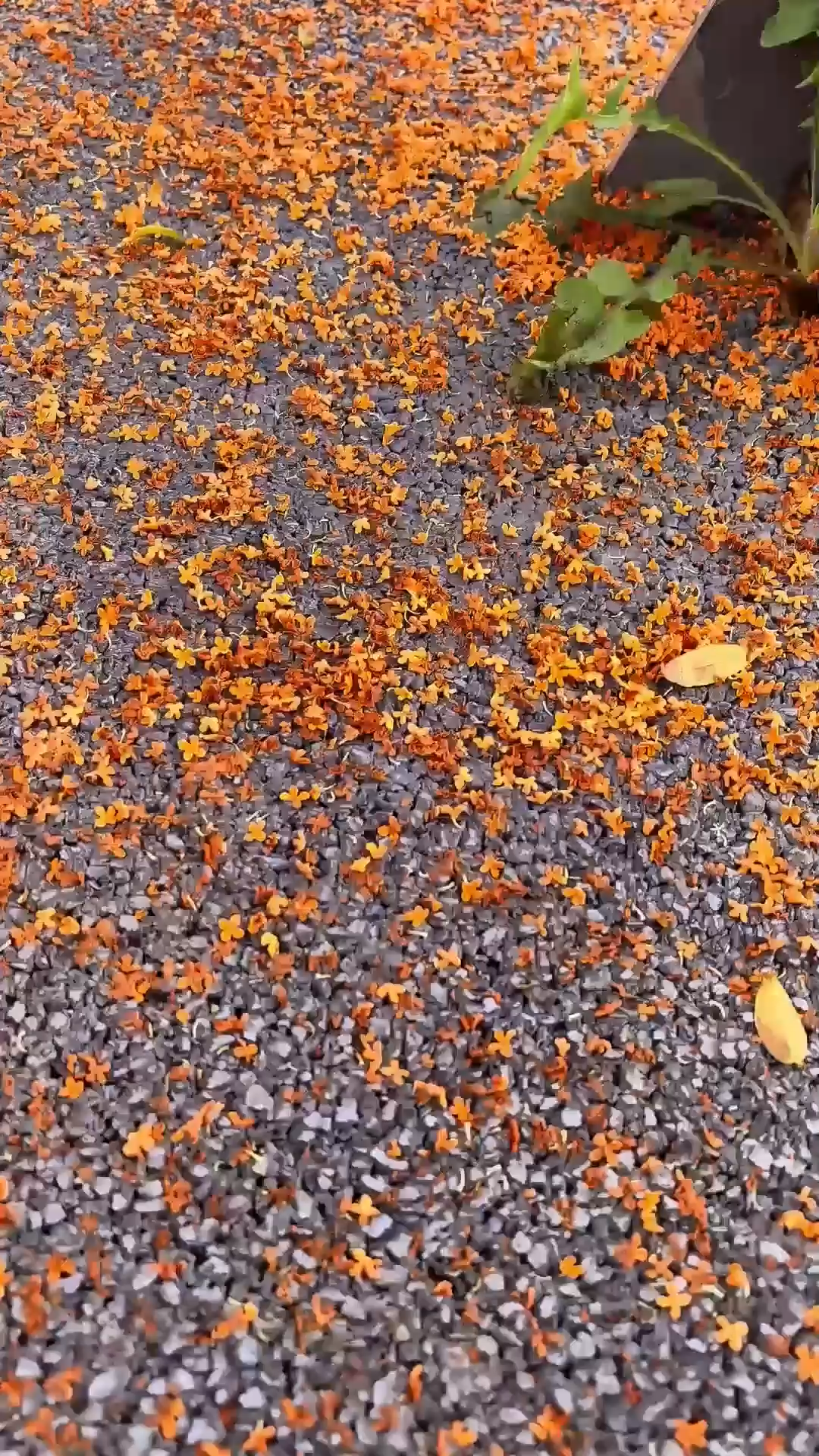 金桂飘香，秋风送爽&amp;
