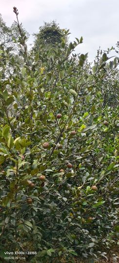 妞妞骑行南宁的图片