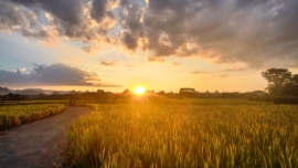 一口酥好运来吖的图片