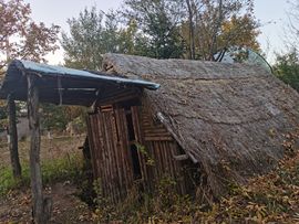 天王盖地虎虎044的图片