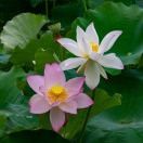 不愿意透露姓名的石女