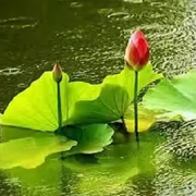 🌸兰亭别序🌸