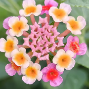 乐多久！的头像