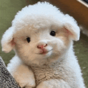 爱吃烤红署。海报