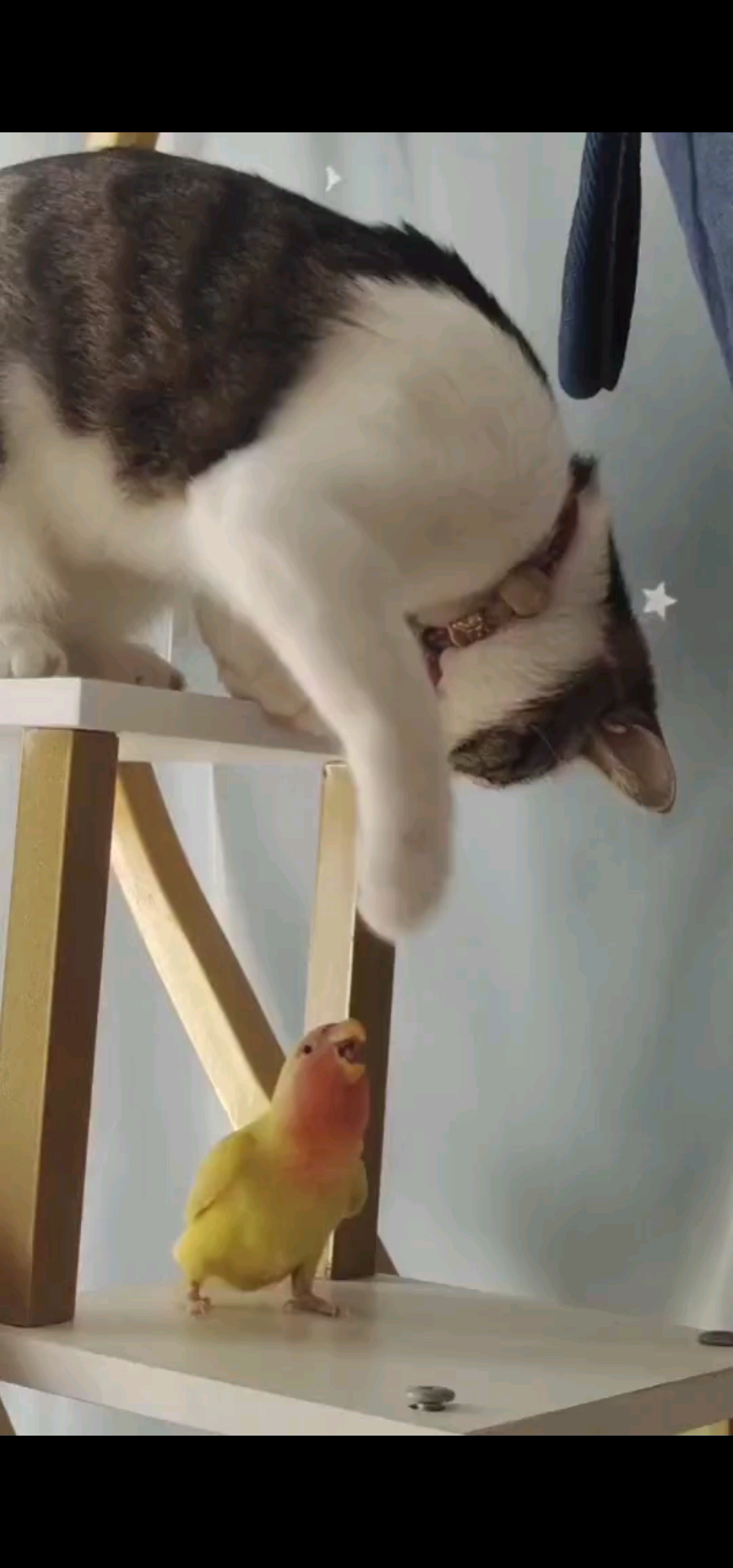 哥哥们投票啦/窃笑/