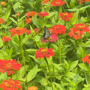 驻簸倪薅的头像