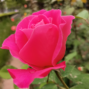 【如果爱还在】的用户头像