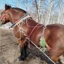 💖天龙💖的头像