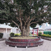 ✨奥佳捡豆豆升级✨