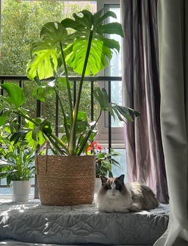 顾念念🍓新人盼守护的图片