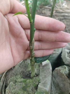 化州市余生化妆品店的图片