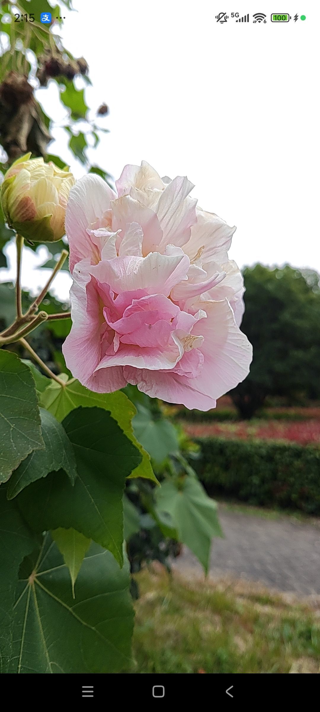 婷婷💕感恩有你陪伴主播图片