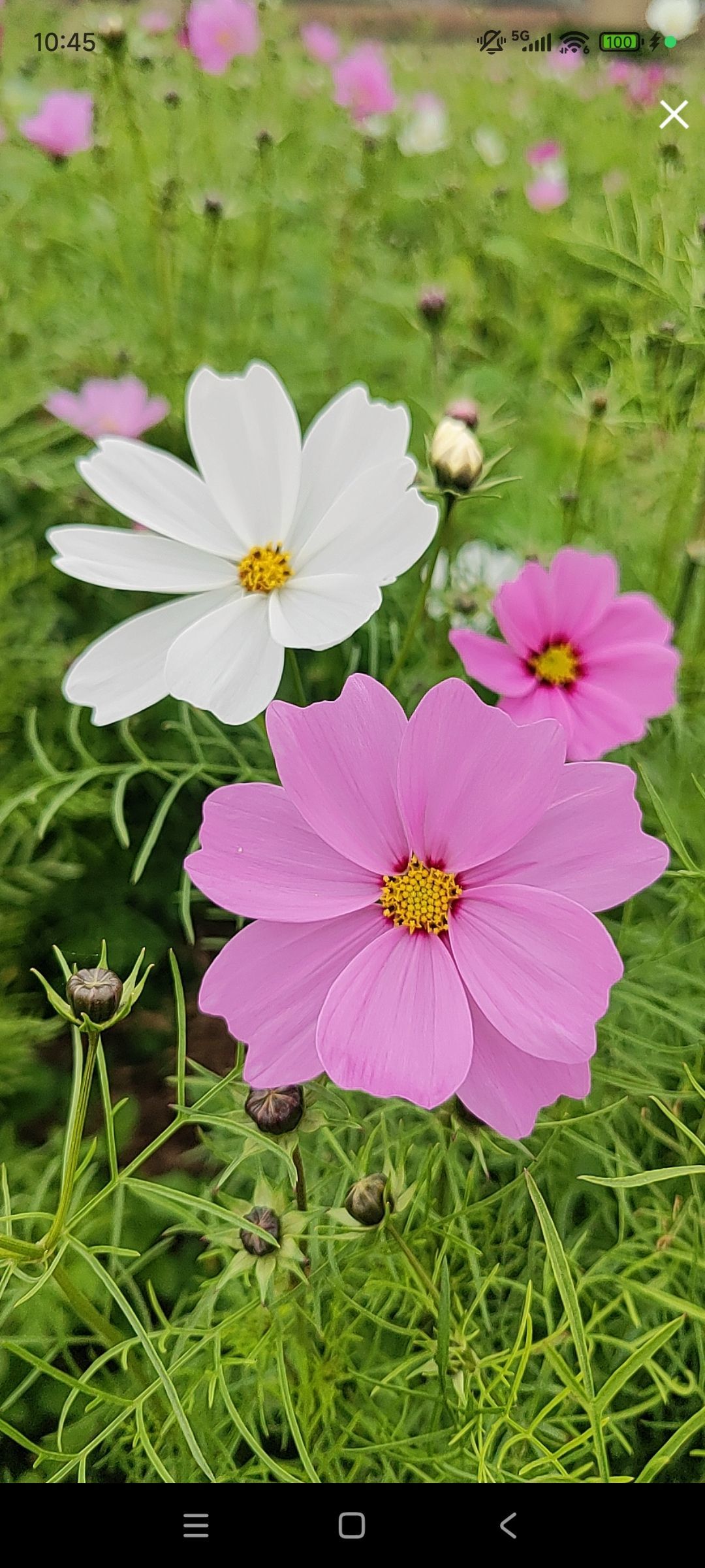 婷婷💕感恩有你陪伴主播图片