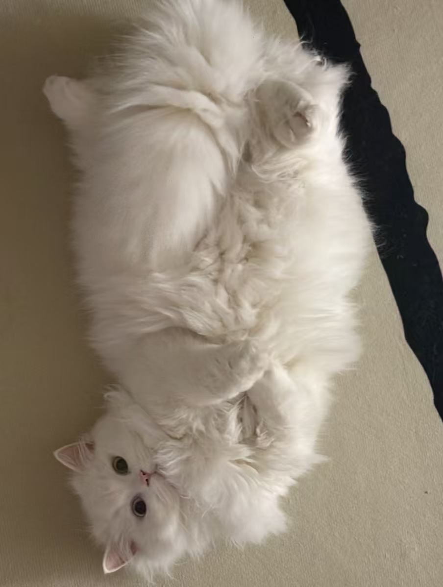 云浅浅koi💗主播图片