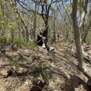 一只不飞的麻雀的头像