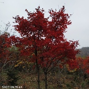 无情也是有情人