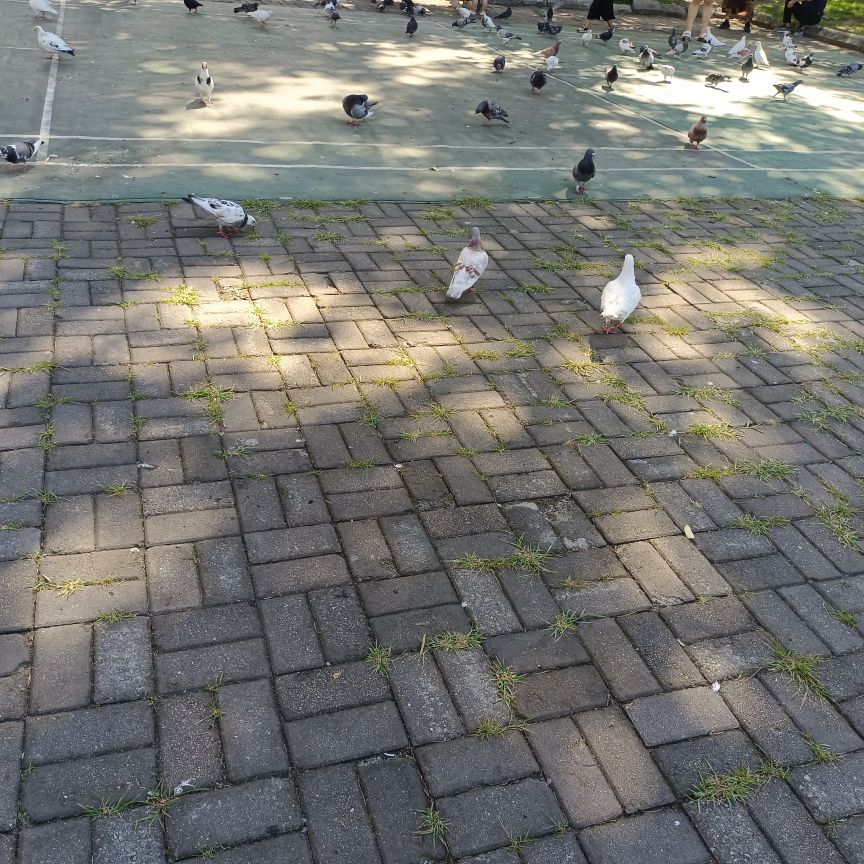 仙仙🎤唱歌主播图片