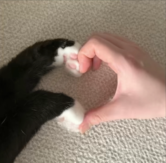 萌新饱饱sjj海报