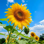 🌞宁静致远🌙