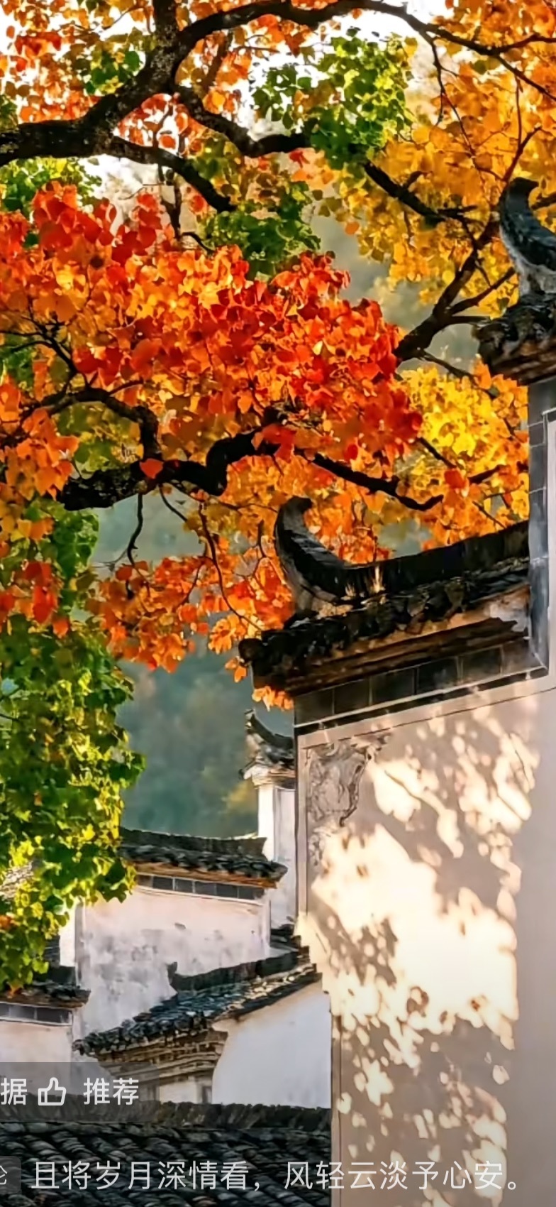 小喵缺人疼💔主播图片