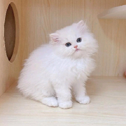 神秘学长猫猫喵喵影子头像