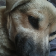 ㅂ➹♡冷酷的小王子