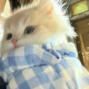 想晚💤👑头像