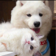 谁家的小主的头像