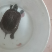 转转看馒头