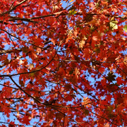 ★情同♡四海★