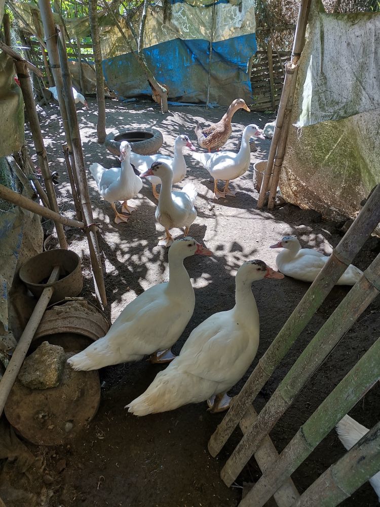 小謝農(nóng)村田園生活主播圖片