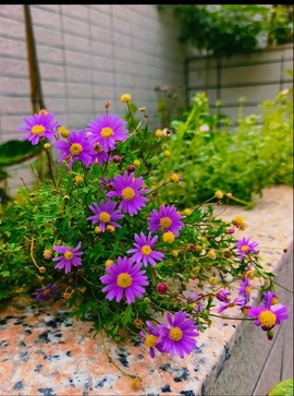 初见梦求🌻个上上签的图片