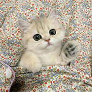 不喝小米粥的用户头像