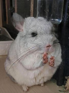 C_@欢喜*牡丹主播照片