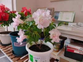 沅沅🎤马到成功的图片