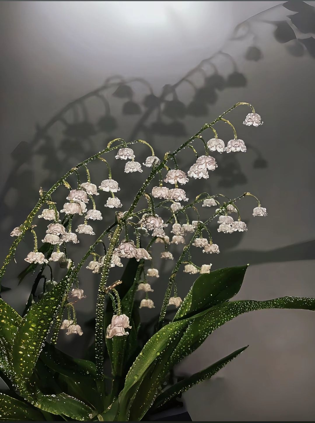 ?？怂?的主播照片