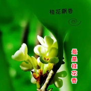 你不放弃没人能打败你