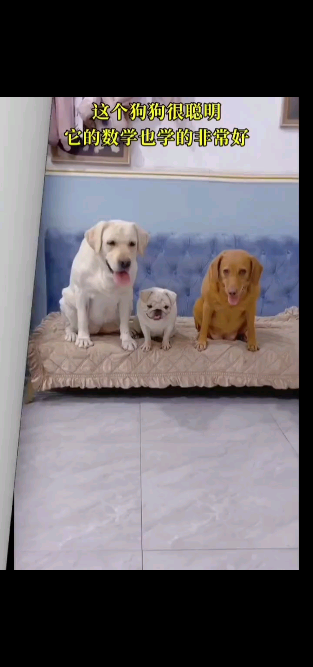 啥文凭啊这是……