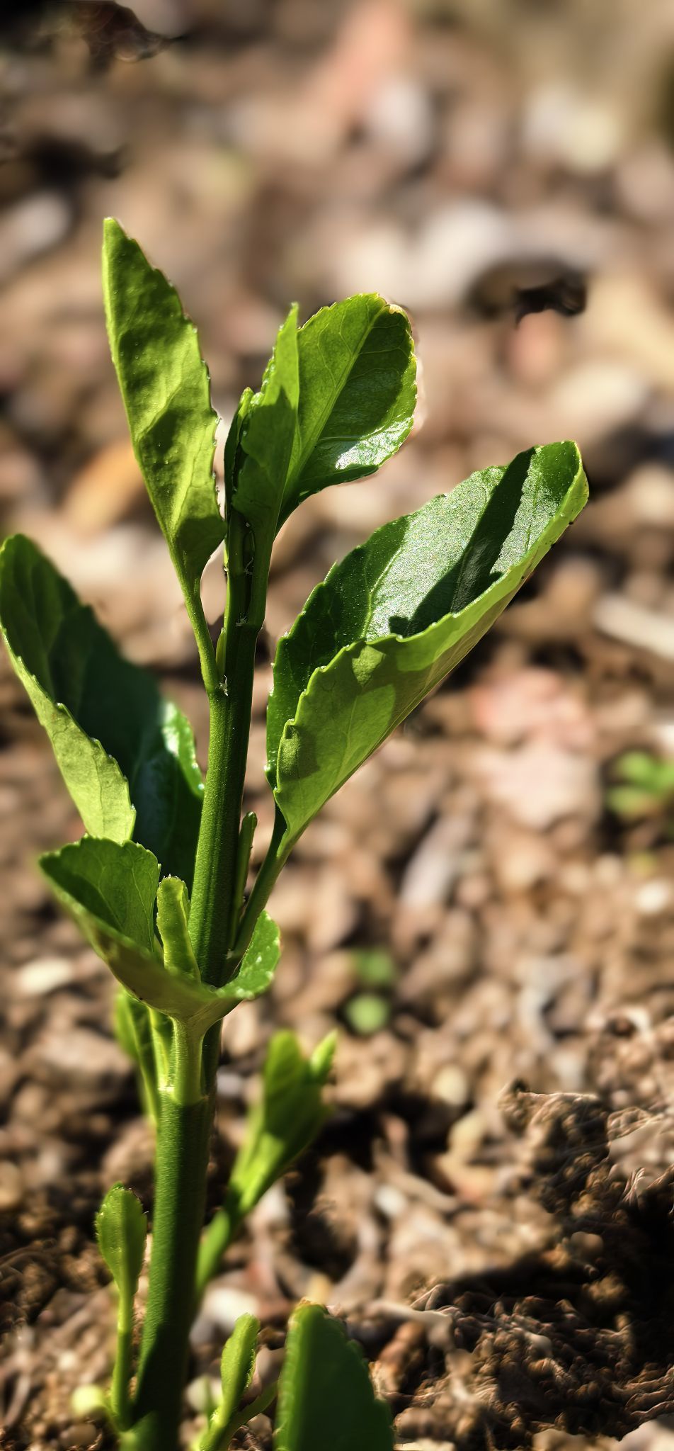 陈思郦祝大家马年大吉的主播照片