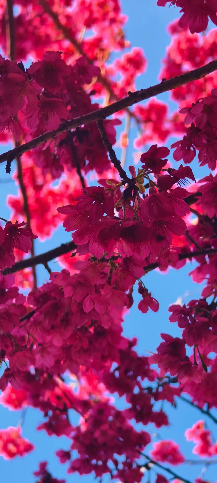 妞妞骑行西双版纳主播图片