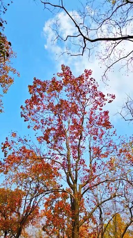玖❤儿加油（休息）的图片