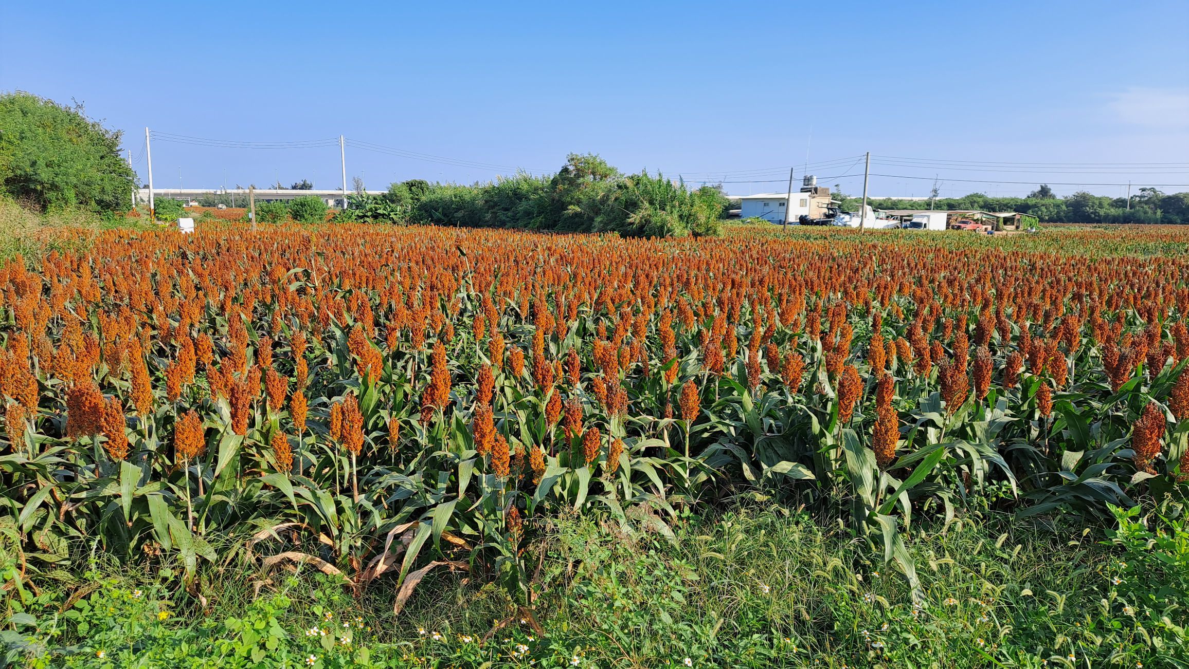 一只楚楚熊☆主播图片