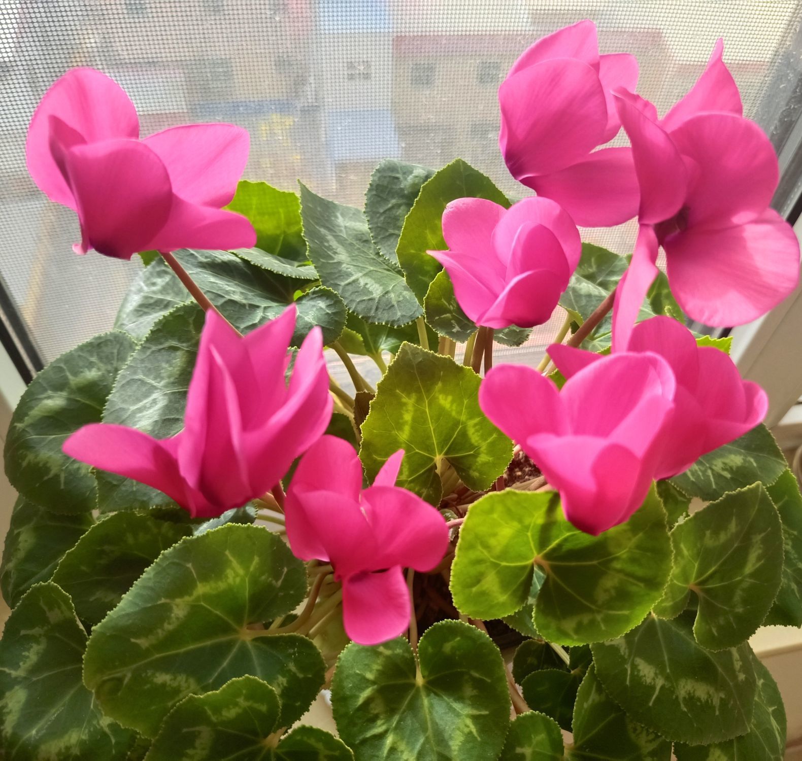 金麒麟好运连连🎵主播图片