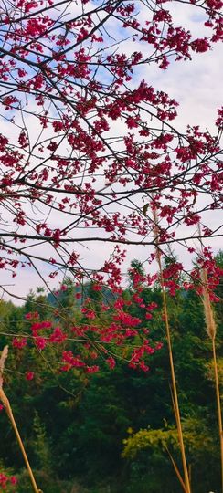 妞妞骑行莆田观游神的图片