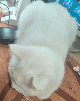 钱悦萌主🏮福伴同行的图片